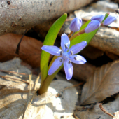 Scilla dvojlistá