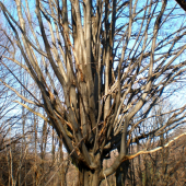 Hrab strapatý
