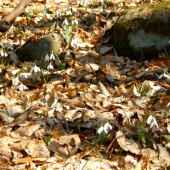 Snežienky