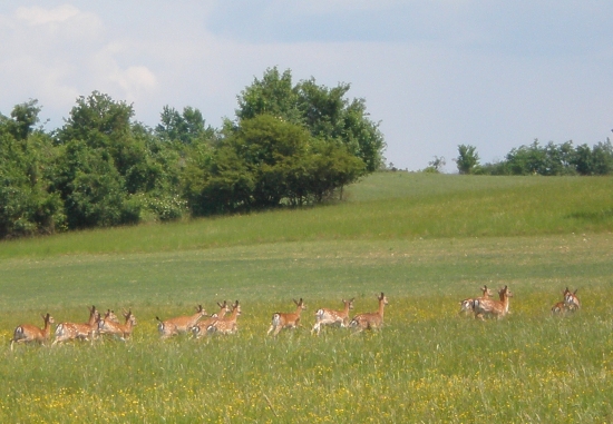 Dančia
