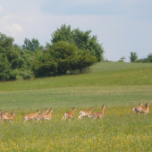 Dančia