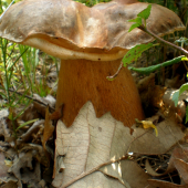 Hríb bronzový