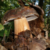 Hríb bronzový