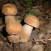 Trio