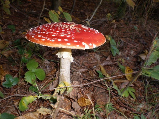 Muchotrávka čevená