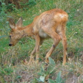 Srnka