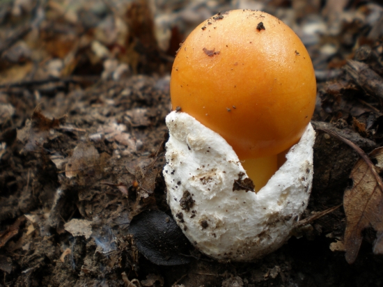 Muchotrávka cisárska