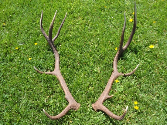 račie klepetisko-pára