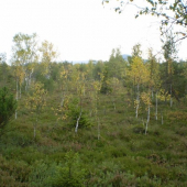 Chalupská slat