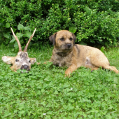 Bordíci