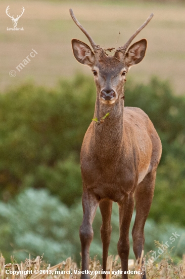 jeleň