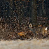 líška a srnec