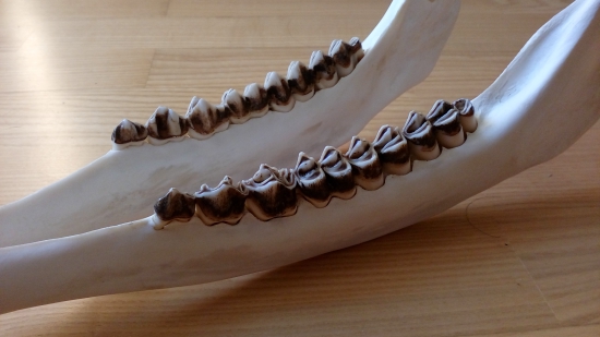 jeleň 3r