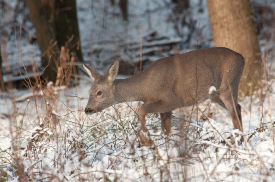 niečo by som si dala