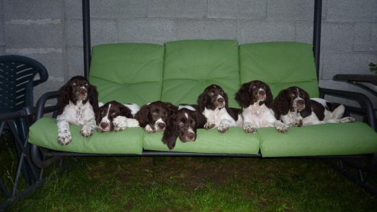 prva chovna stanica francuzkeho spaniela na slovensku