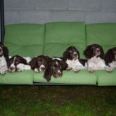 prva chovna stanica francuzkeho spaniela na slovensku