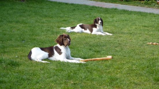 prva chovna stanica francuzkeho spaniela na slovensku