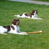 prva chovna stanica francuzkeho spaniela na slovensku
