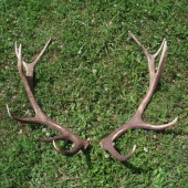 nepravidelný 12-torák