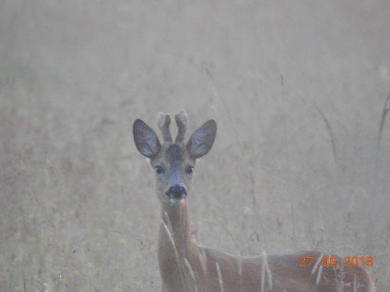 mladík