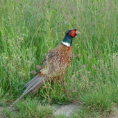 Bažant - kohút