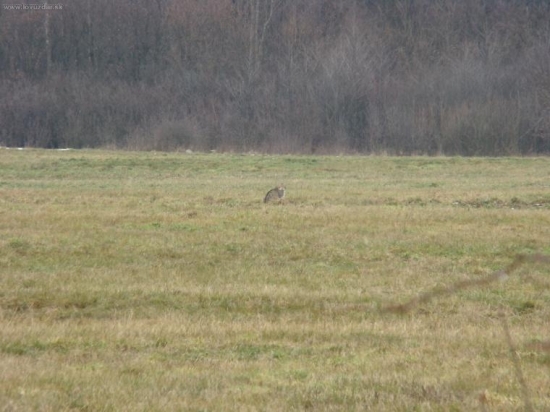 mačka divá (kríženec)