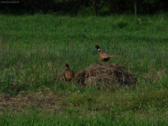 dvaja kohúti a len jedna kopa
