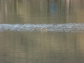 kačička na jazere