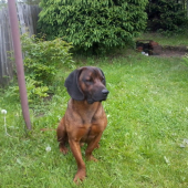 Belaa