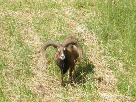 muflon
