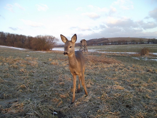 Intoxikácia repkou ...