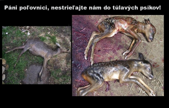 práca túlavých psov ...