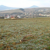 ranná prechádzka záhradou