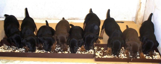 Jak k jídlu tak k dílu