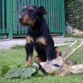 Bohouš a srnec