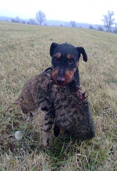 Co páníček pokazí já napravím