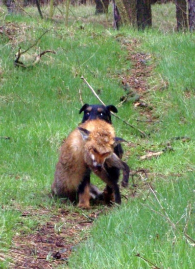Co všechno zvládne jagdterier