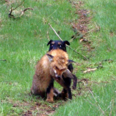 Co všechno zvládne jagdterier