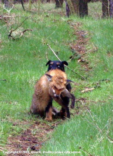 Co všechno zvládne jagdterier