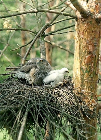 Krahujec obecný na hnízdě
