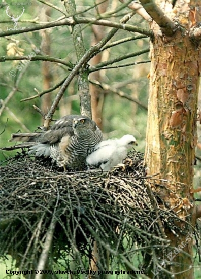 Krahujec obecný na hnízdě