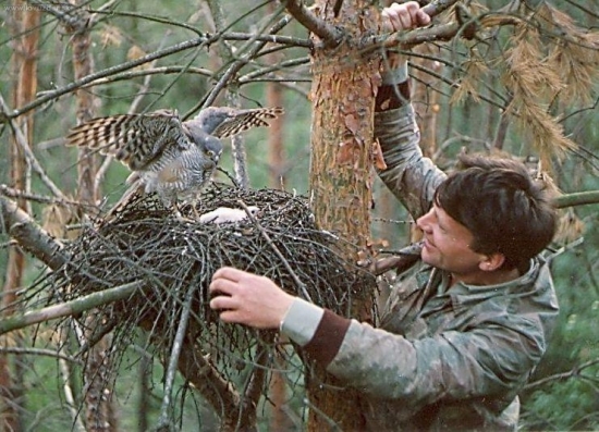 Krahujec obecný na hnízdě