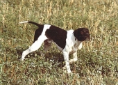 Můj I.lovecký pes Brit od Bosňáku