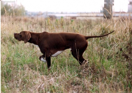 Tor z Kunštátských lesů