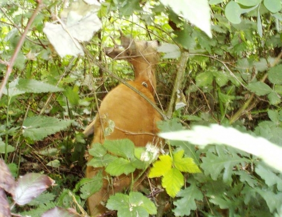 Srnec zamotaný paružky do drátěné oplocenky