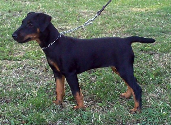 Ira z Řezbova dvora