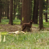 Hlasič na LZ(Parma ze Záveské ovčárny)
