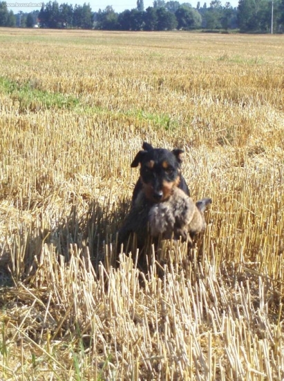 Malej ale šikovnej Bohouš