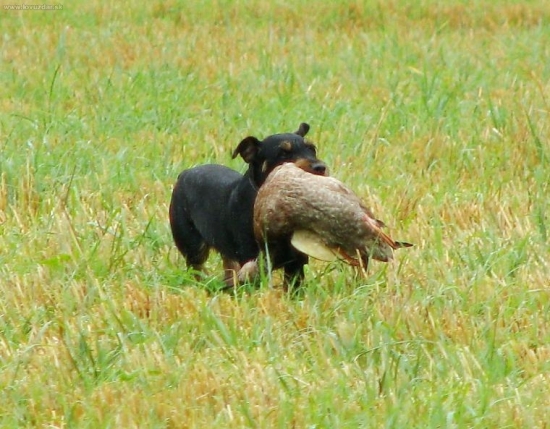 Zkoušky práce po výstřelu(Body z Království)