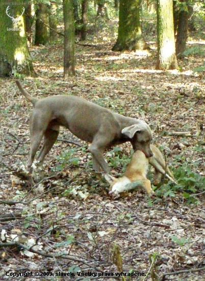 Vlečka s liškou